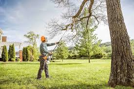 Best Tree Trimming and Pruning  in Morris Plains, NJ