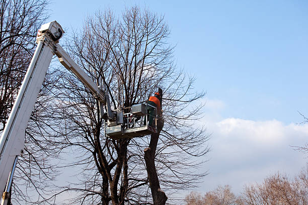 Best Tree Risk Assessment  in Morris Plains, NJ